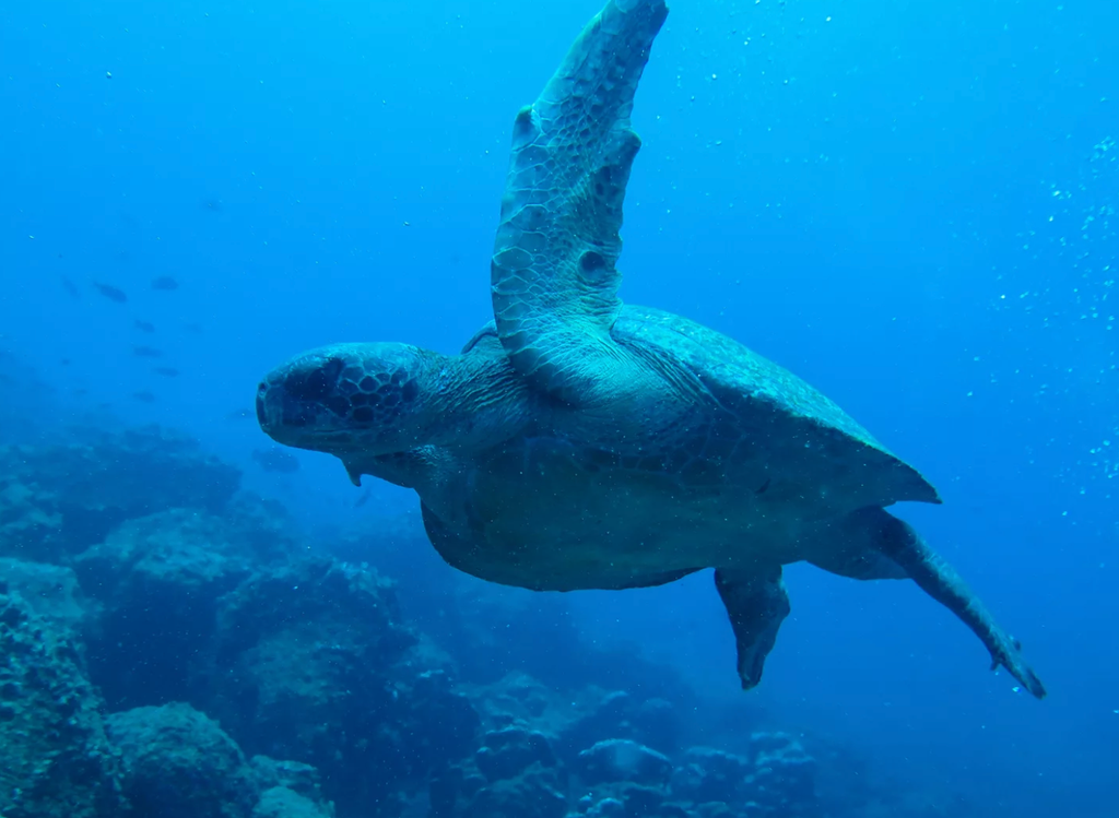 tortue marine